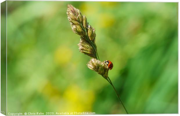 Sixteen-Spot Ladybird  Canvas Print by Chris Rabe