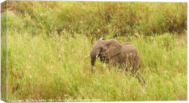 African Elephant in long grass Canvas Print by Chris Rabe