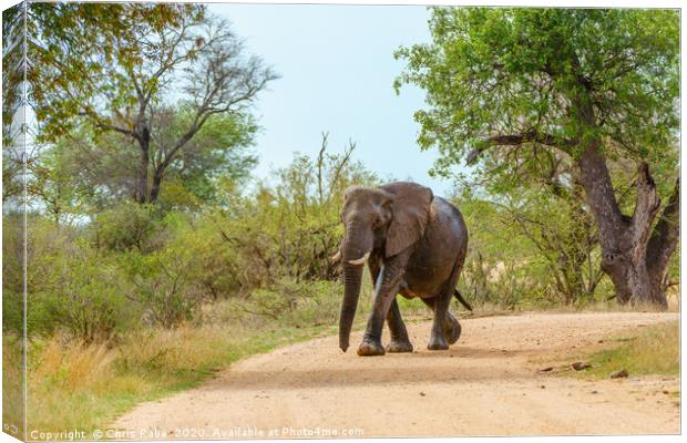 African Elephant walking along dirt road Canvas Print by Chris Rabe