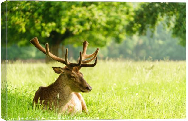 Red deer stag resting in a green field in spring Canvas Print by Chris Rabe