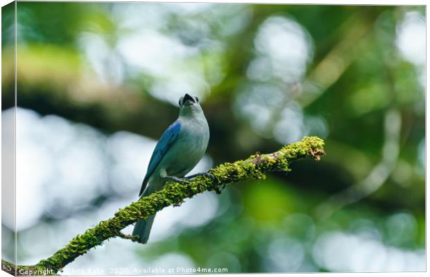 Blue-gray Tanagerin Costa Rica Canvas Print by Chris Rabe