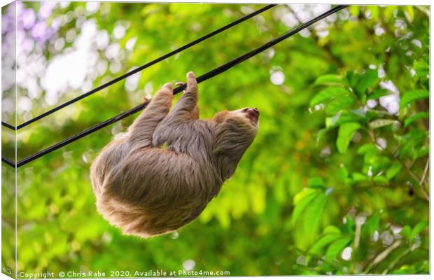 Two-Toed Sloths on phone line Canvas Print by Chris Rabe
