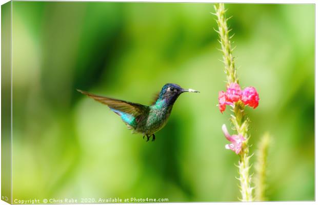 Purple-bibbed Whitetip hummingbird hovering Canvas Print by Chris Rabe