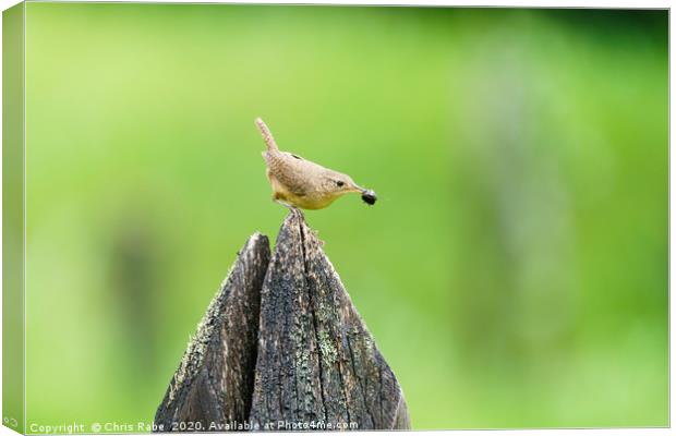 House Wren with insect in it's beak Canvas Print by Chris Rabe
