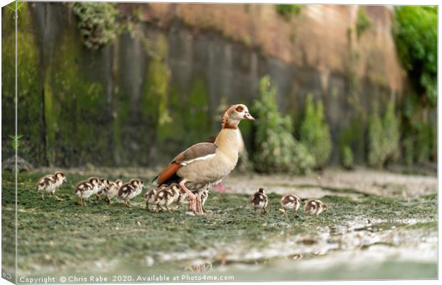 Egyptian goose family Canvas Print by Chris Rabe
