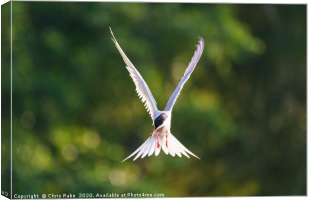 Common Tern  in flight Canvas Print by Chris Rabe
