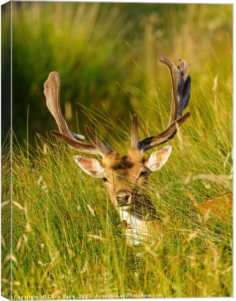 Fallow Deer stag in long grass Canvas Print by Chris Rabe