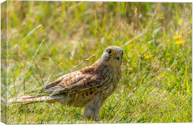 Kestrel Juvenile searching the ground for food Canvas Print by Chris Rabe