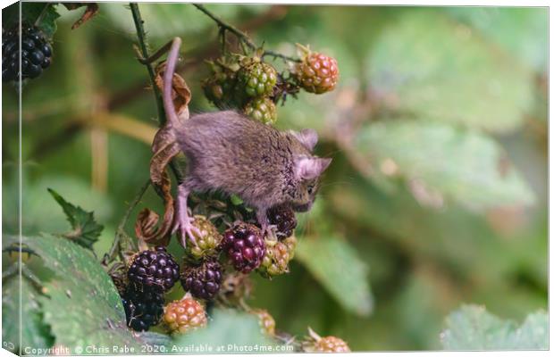 House Mouse climbing on some berries Canvas Print by Chris Rabe