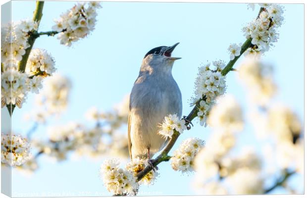 Blackcap male singing among blossoms Canvas Print by Chris Rabe