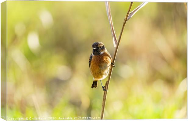 Male Stonechat perched on reed Canvas Print by Chris Rabe