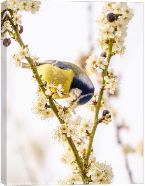 Blue Tit feeding from blossom Canvas Print by Chris Rabe