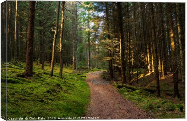 A pine forest along the Cateran trail in Scotland Canvas Print by Chris Rabe