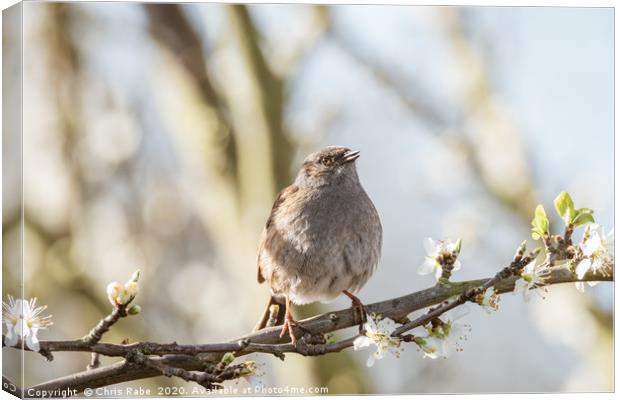 Dunnock perched on branch in blossom Canvas Print by Chris Rabe