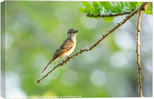 Yellow-bellied Elaenia  Canvas Print by Chris Rabe