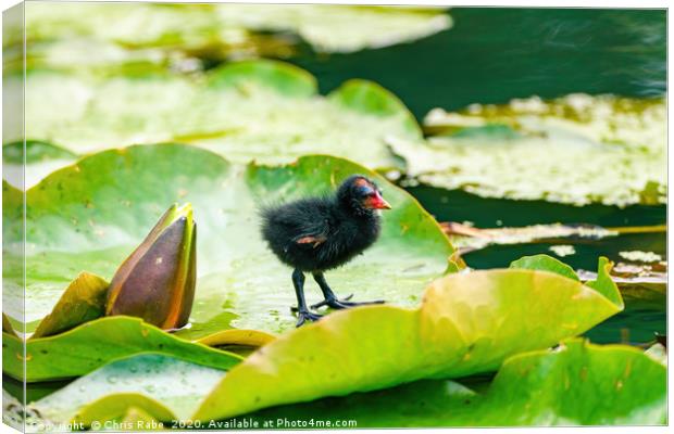 Baby Moorhen on water lily Canvas Print by Chris Rabe