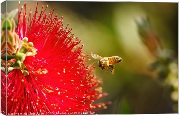 african honeybee about to land on bottlebrush Canvas Print by Chris Rabe