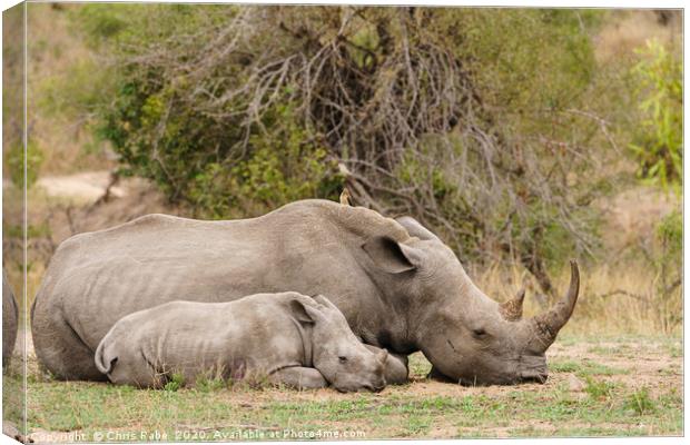Mother and baby White Rhinoceros resting  Canvas Print by Chris Rabe