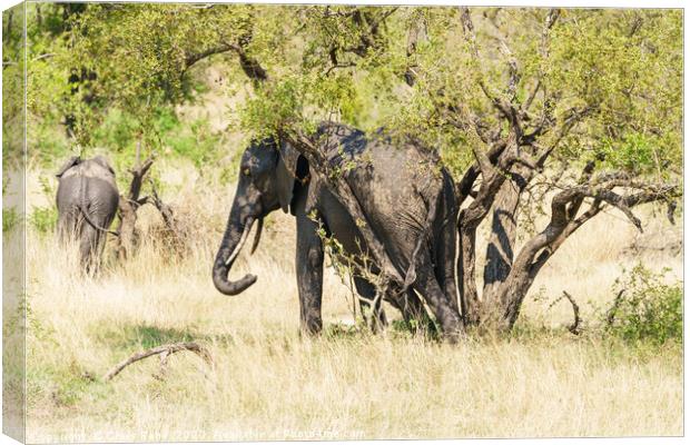 African Elephant having a rub between tree trunks Canvas Print by Chris Rabe