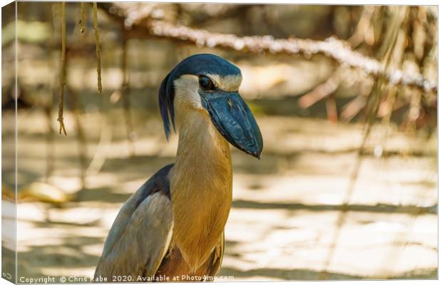 Portrait of a Boat-billed Heron Canvas Print by Chris Rabe