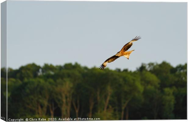 Red Kite in the chilterns Canvas Print by Chris Rabe