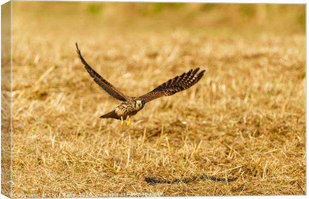 Common Kestrel in flight, low over grass Canvas Print by Chris Rabe