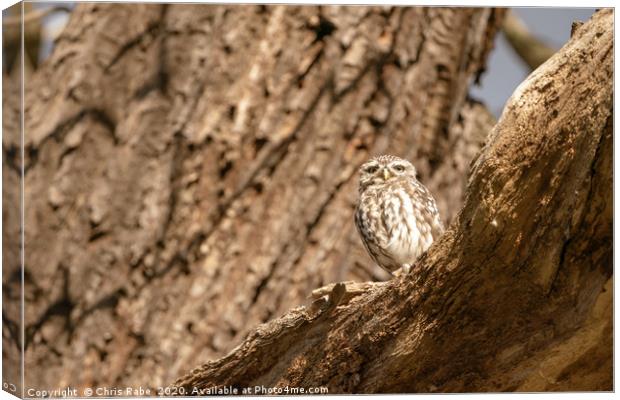 Little Owl on a tree Canvas Print by Chris Rabe