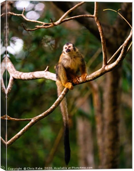 Common Squirrel Monkey in jungle Canvas Print by Chris Rabe