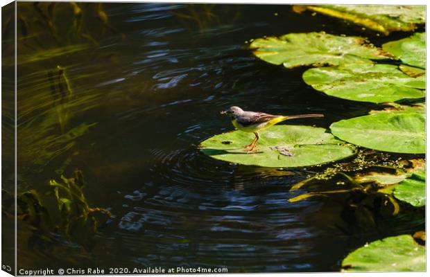 Grey Wagtail on a lily Canvas Print by Chris Rabe