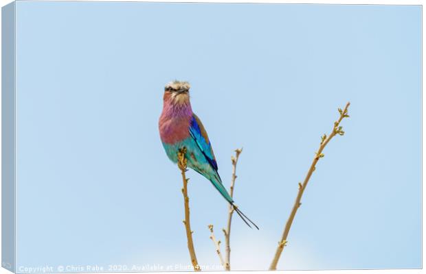 Lilac-Breasted Roller perched on a small branch Canvas Print by Chris Rabe