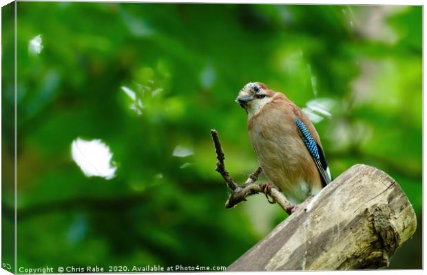Eurasian Jay in forest shade Canvas Print by Chris Rabe