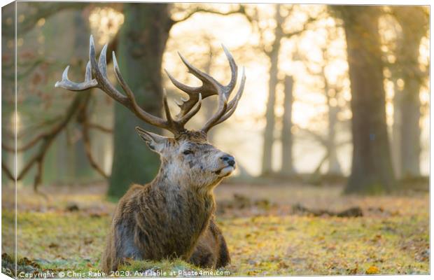 Red deer stag resting in early morning light Canvas Print by Chris Rabe