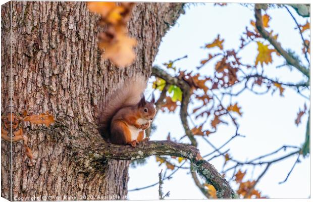red squirrel part way up a tree sitting on a branc Canvas Print by Chris Rabe