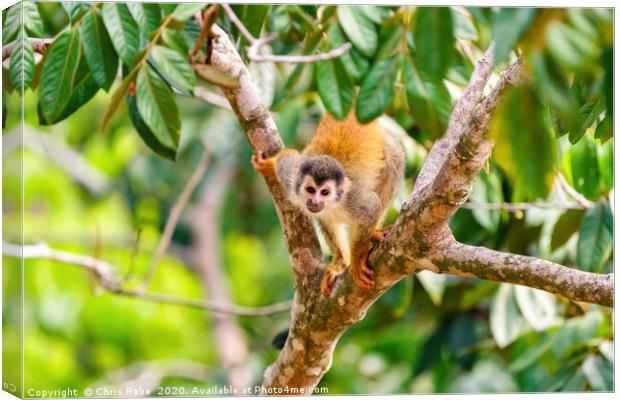 Common Squirrel Monkey looking up to camera Canvas Print by Chris Rabe