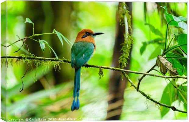 Broad-billed Motmot in dense jungle Canvas Print by Chris Rabe