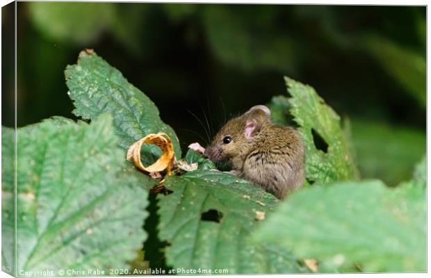 Wild House Mouse sitting on a leaf Canvas Print by Chris Rabe
