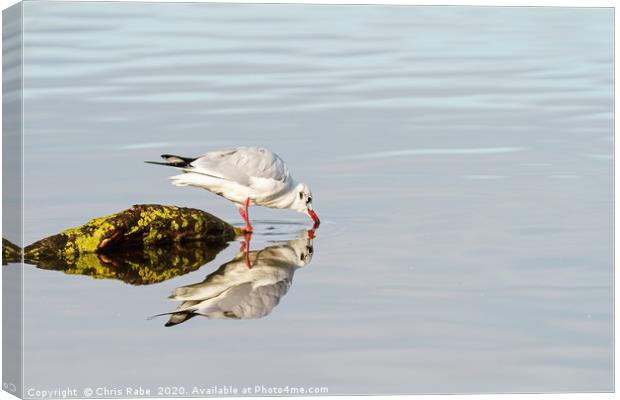 Black-headed gull reflection Canvas Print by Chris Rabe
