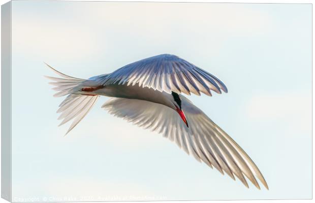 Common Tern  close-up in flight Canvas Print by Chris Rabe
