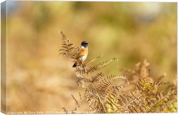 Male Stonechat  Canvas Print by Chris Rabe