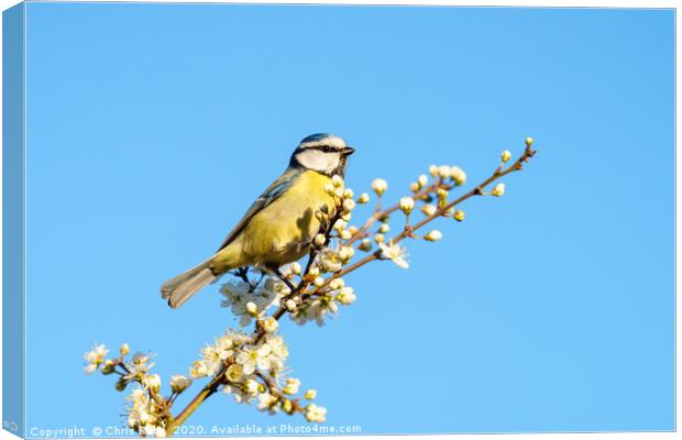 Blue Tit perched among blossoms Canvas Print by Chris Rabe