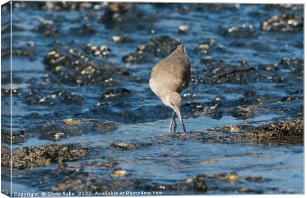 willet foraging for food at low tide Canvas Print by Chris Rabe