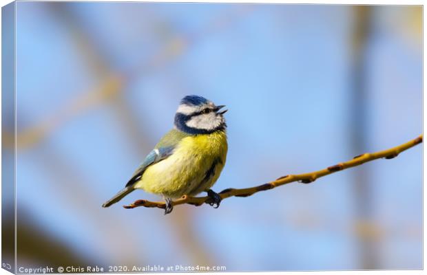 Blue Tit mid song Canvas Print by Chris Rabe