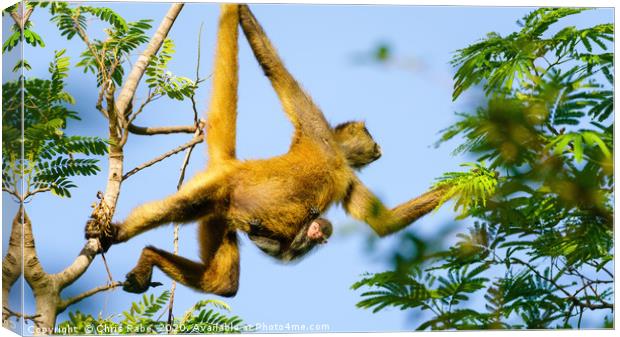 Geoffroy's spider monkey with baby Canvas Print by Chris Rabe