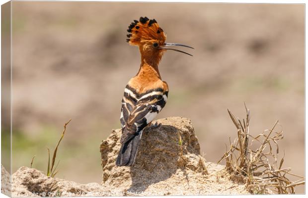 African Hoopoe standing on ground Canvas Print by Chris Rabe