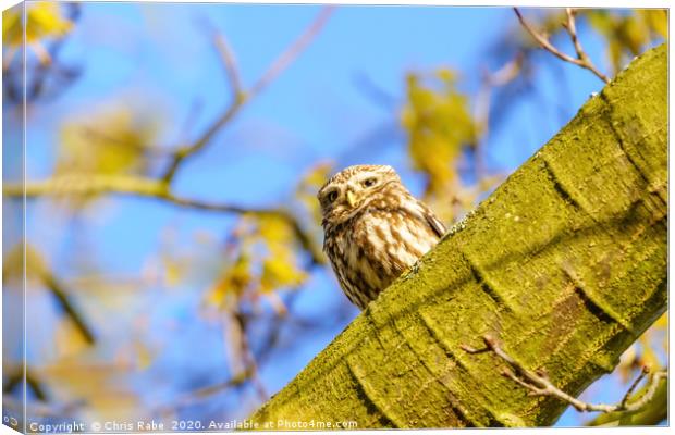 Little Owl in autumn Canvas Print by Chris Rabe