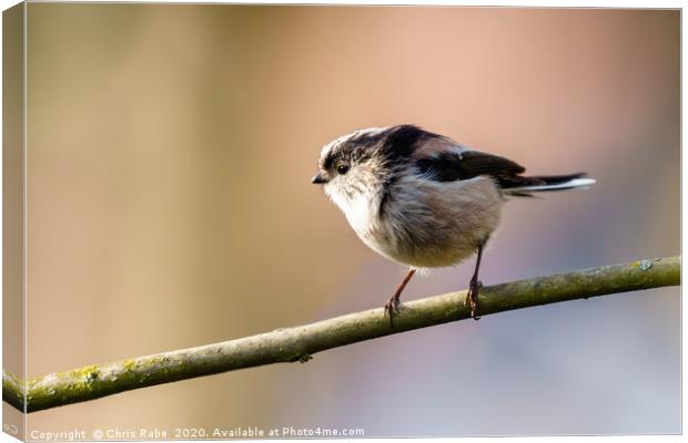 Long-tailed tit in morning light Canvas Print by Chris Rabe