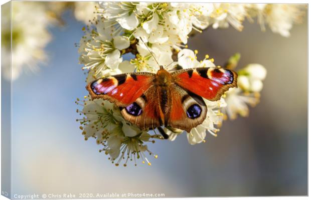 Peacock butterfly on spring blossom Canvas Print by Chris Rabe