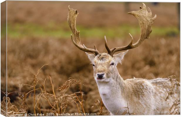 Male Fallow Deer stag Canvas Print by Chris Rabe