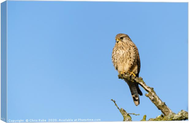 Common Kestrel female perched on branch Canvas Print by Chris Rabe