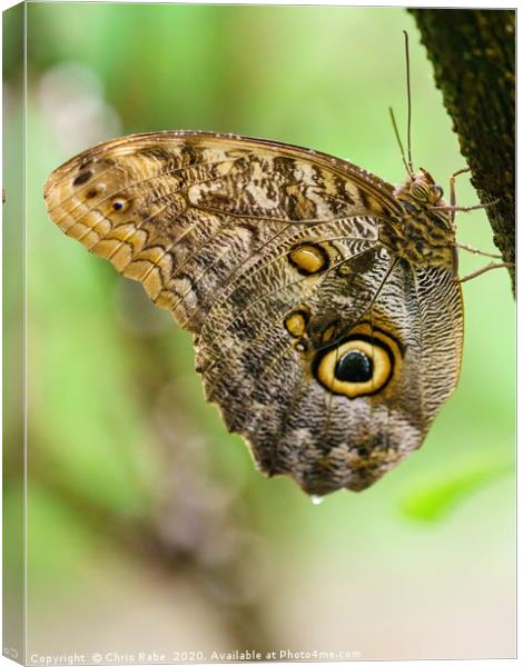 Owl Butterfly resting Canvas Print by Chris Rabe
